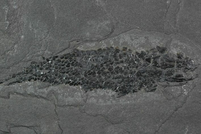 Devonian Lobed-Fin Fish (Osteolepis) - Scotland #98033